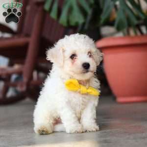 Rocky, Bichon Frise Puppy